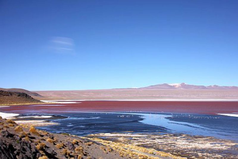 Laguna Colorado (4.278 m) befindet sich im ...