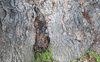 Streitforter Eiche - die grte Eiche Sdosteuropas und Baum des Jahres 2010