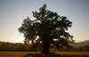 Streitforter Eiche - die grte Eiche Sdosteuropas und Baum des Jahres 2010