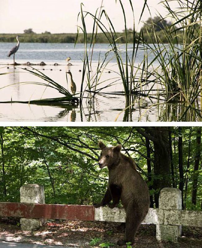 Das Donaudelta ist das Paradies der Ruhe, der ...