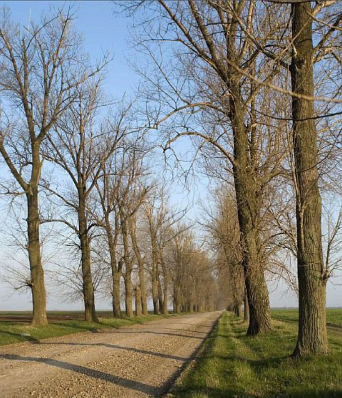 Die Allee bei Urziceni lsst uns von den Zeiten ...