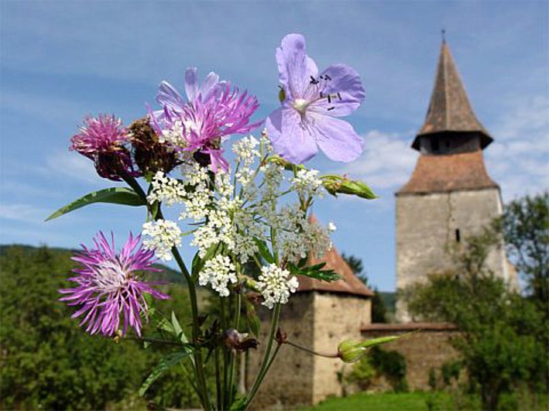 "Blumengru aus Radeln": 3. Platz fr Harald Juhn ...