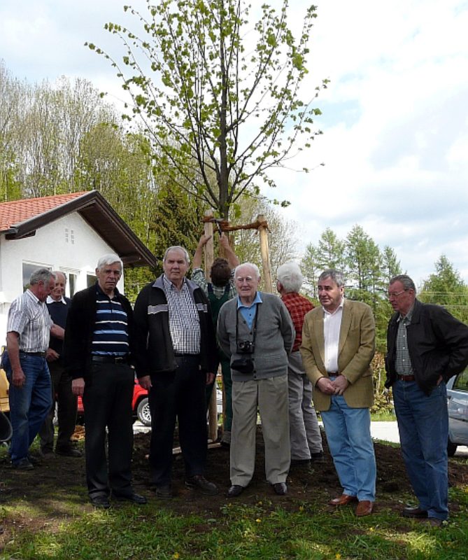 Eine Linde eingepflanzt vor dem Siebenbrgerheim ...