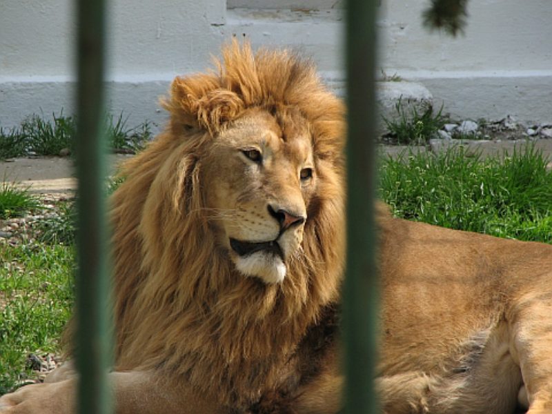 Der Knig der Tiere im Hermannstdter Zoo. Foto: ...