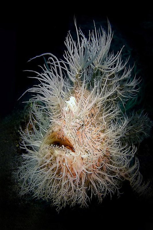 „Lembeh Hairy“. Mit diesem spektakulren Foto ...