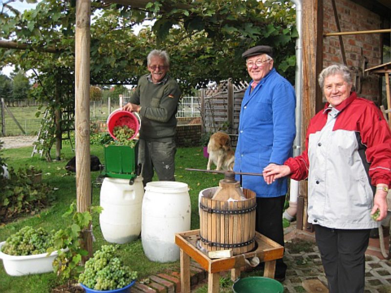 Maria und Martin Kepp bei der Weinlese auf dem ...