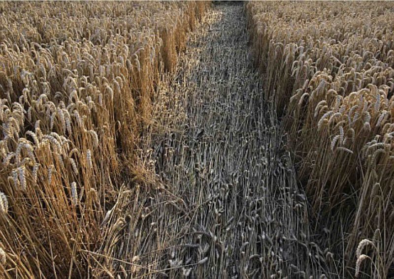 Peter Jacobi: hrenbild, Fotoserie Holodomor ...