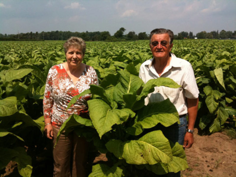 Helga und Michael Ungar auf ihrer Tabak-Plantage ...