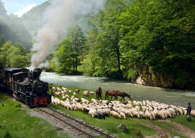 Die dampfende Waldbahn schlngelt sich durchs ...