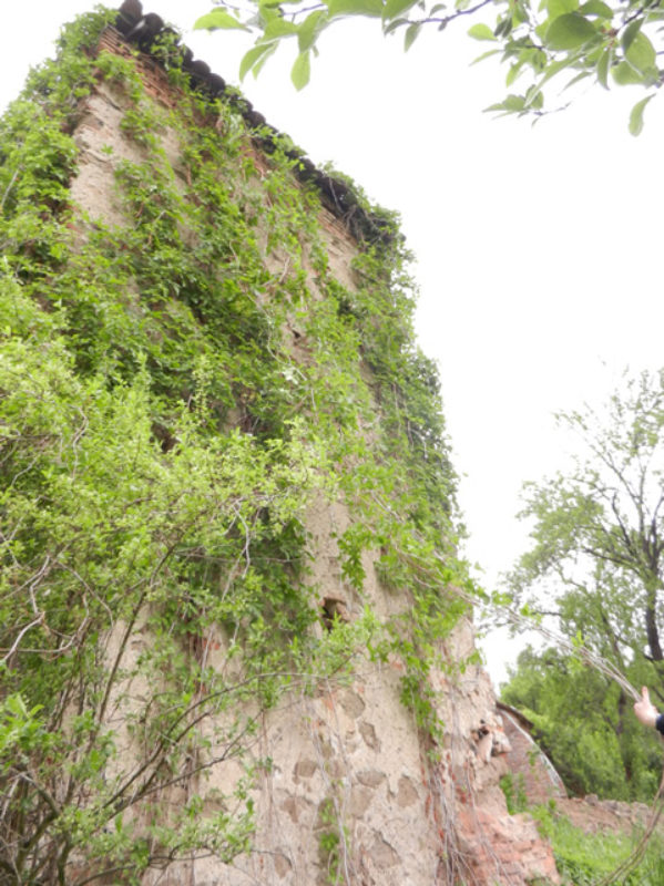 Bewuchs an einer Bastei der Ringmauer in Bulkesch ...