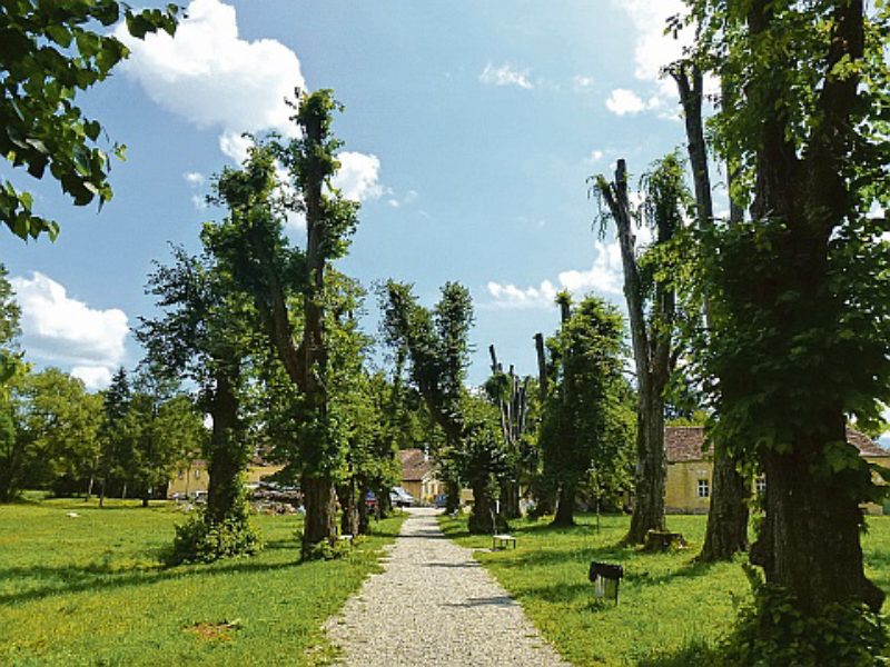 Die Brukenthalsche Lindenalle nach dem ersten ...