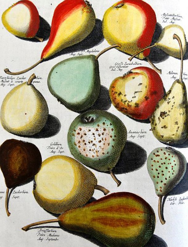 Verschiedene Birnensorten, aus: Johann H. Knoop, ...