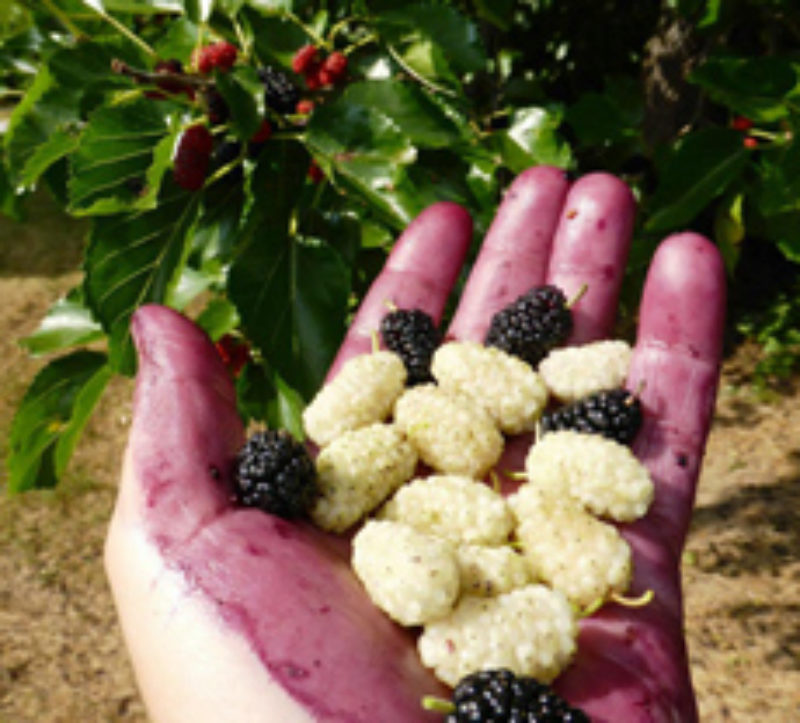 Maulbeeren aus Kitzingen. „Dort haben wir vor ...