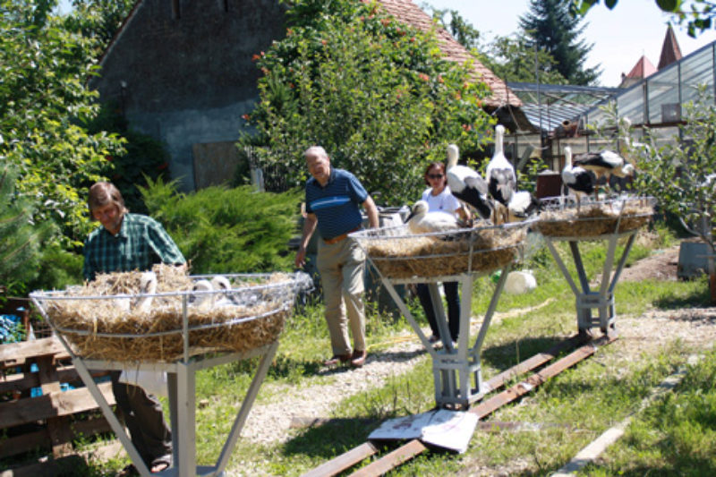 Storchenpflegestation Groau: drei knstliche ...