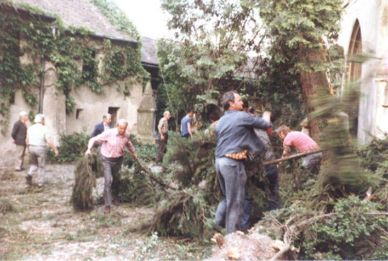 Ehrenamtliche Helfer fllen 1984 Tannen, bevor ...