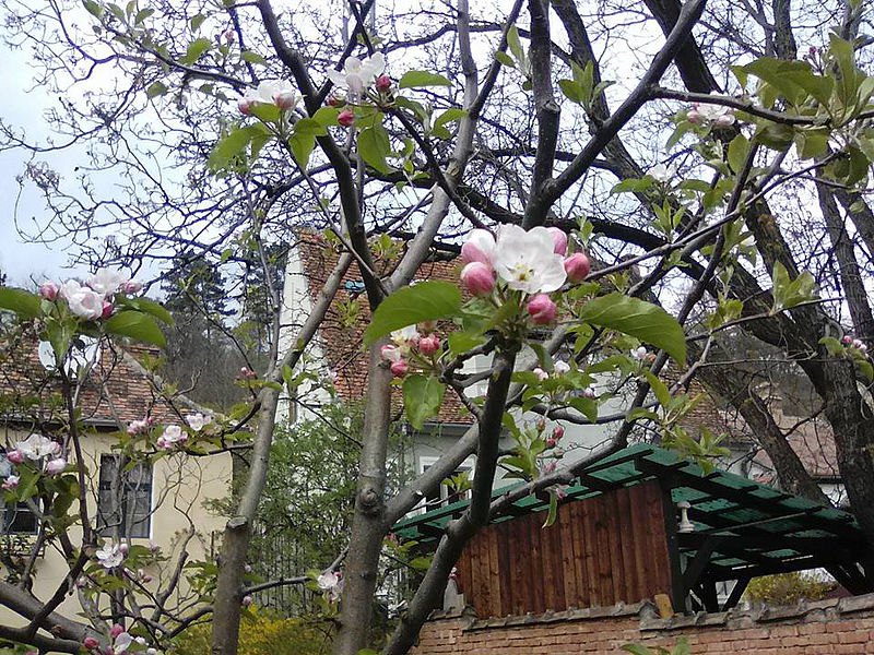 Batullapfelbaumblüte in einem Schäßburger Garten. ...