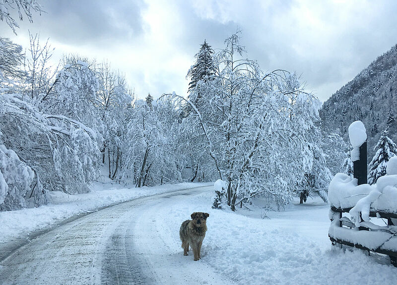 Winterlandschaft in Siebenbrgen. Foto: Heinz ...