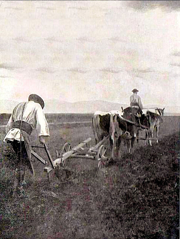Bauern beim Pflgen mit Holzpflug und Khen. Foto ...