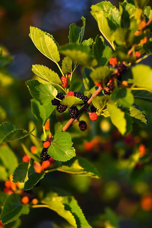 Maulbeeren. Foto: pixabay ...