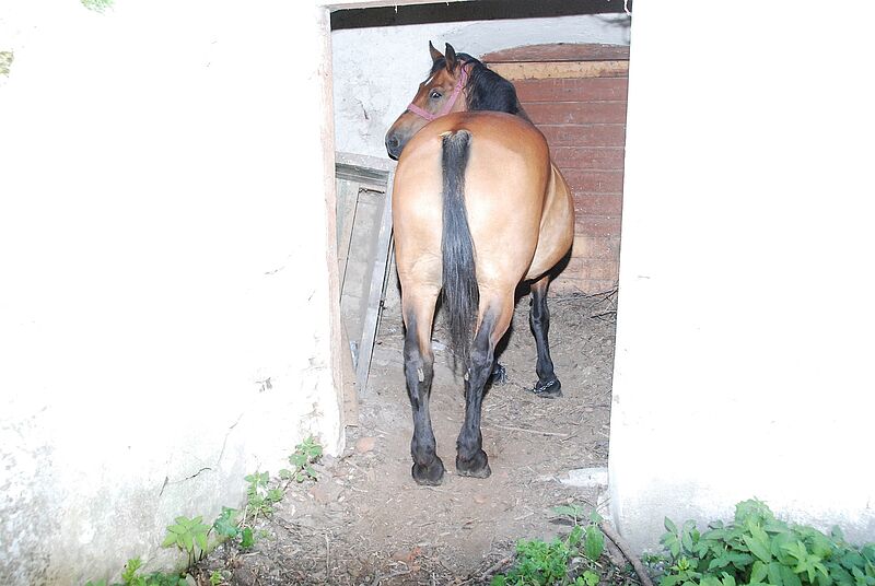 Gefhrdetes Kulturgut: Aufnahme mit Pferd in der ...