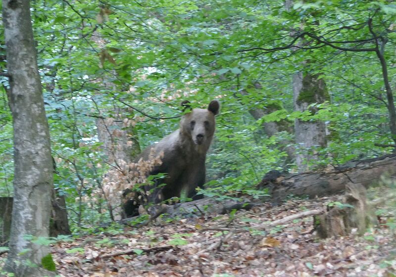 Abenteuerliche Begegnung mit einem Bren in einem ...