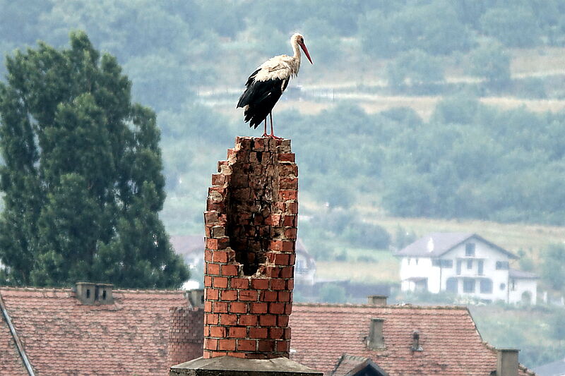Storch thront auf einem kaputten Kamin. Foto: ...