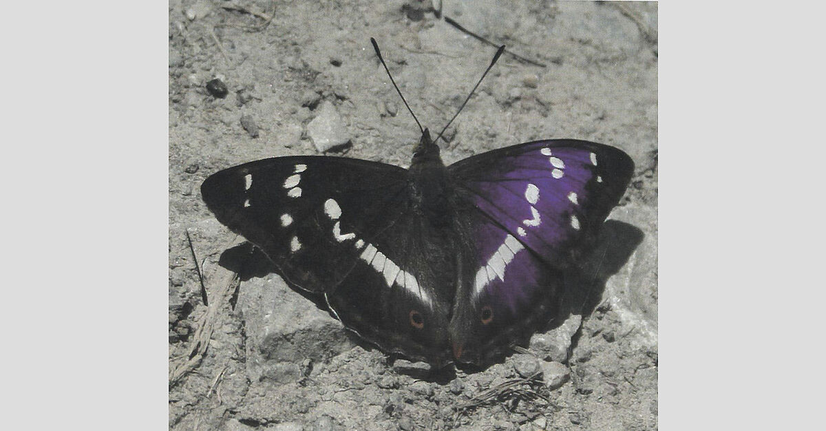 „Schmetterlinge – reisende Seelen“: Hervorragendes Buch verdeutlicht