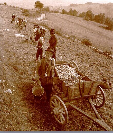 Stephan Drube: Kartoffelernte in Sohodol bei Campeni, Kreis Alba, 1980.