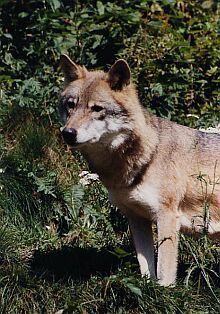 Lebt im Freigehege: Einer der halbzahmen Wlfe des „Carpathian Large Carnivore Projekt“. Foto: Ralph von Steinburg