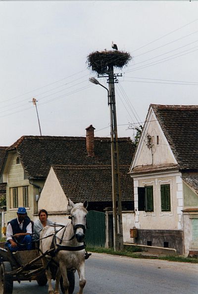 Studienreise nach Siebenbrgen: Groau - siebenbrgische Gemeinde mit vielen Storchennestern. Foto: Elke Traiser