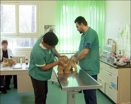 Mitarbeiter der Hamburger Tierschutzorganisation Vier Pfoten untersuchen die Lwenbabys in der Illioara Klinik zu Bukarest vor ihrer groen Reise nach Sdafrika. Foto: Vier Pfoten