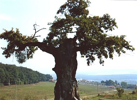 Die uralte Eiche vor dem 