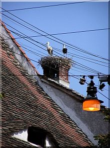 Die meisten Horstpaare gibt es in Groau bei Hermannstadt. Foto: Martin Ohnweiler