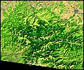 Zibinsgebirge.jpg