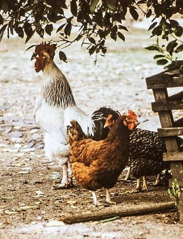 Glückliche Hühner mit Hahn in einem Großpolder ...