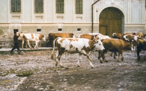 Kuhhirte sammelt alle Kühe im Dorf ein um sie auf ...