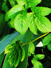Giersch, ein ekelhaftes Unkraut, als junge Pflanze (links im Bild) sehr gut geeignet für die Frühlingssuppe.  