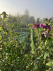 Bild Nr. 145