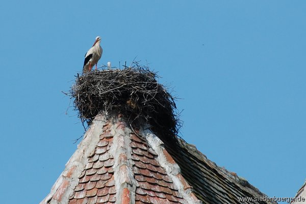 Storch auf dem Kirchendach