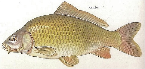 Der Karpfen gehört zu den häufigsten Fischarten ...