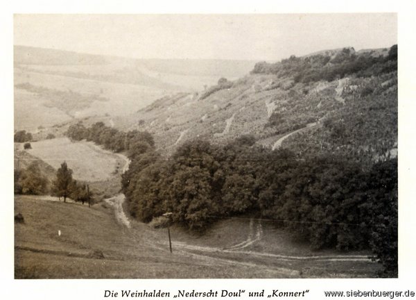 Weinhalden in Felldorf