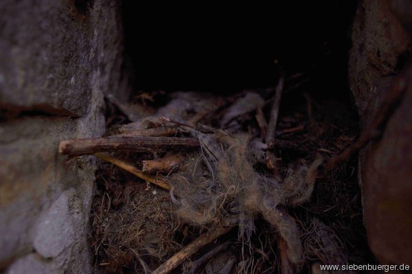 Reste von einem Nest in einer Schiescharte im Bering