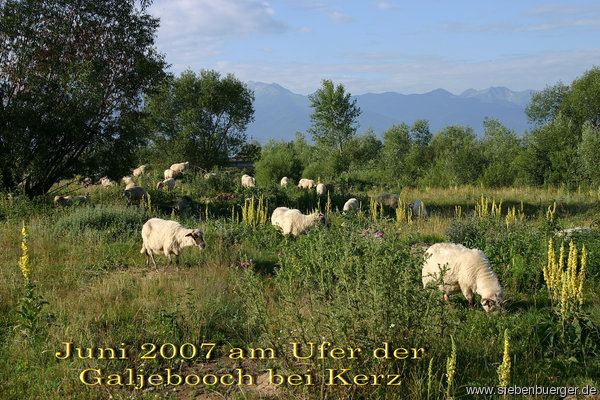 Schafe am Bachufer (Galjebooch)