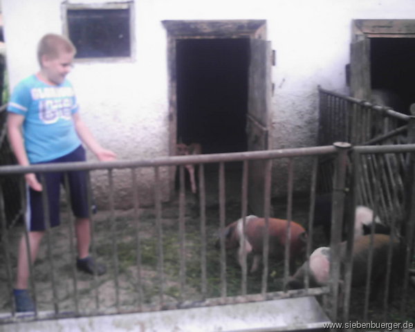 Kevin und die Schweine