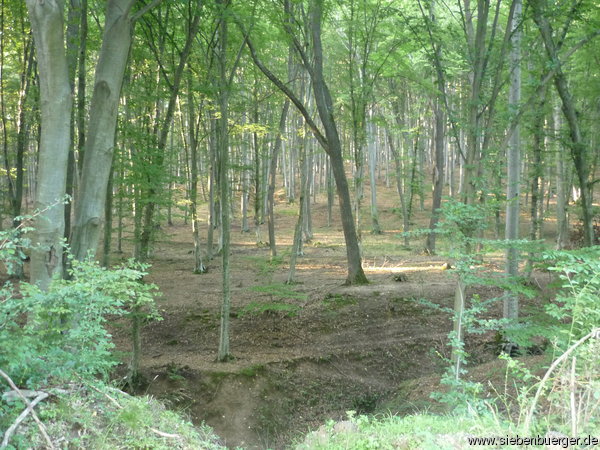 Schlattner Wald (2009)