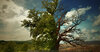 Streitforter Eiche - die größte Eiche Südosteuropas und Baum des Jahres 2010