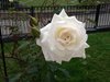 Eine weiße Rose 