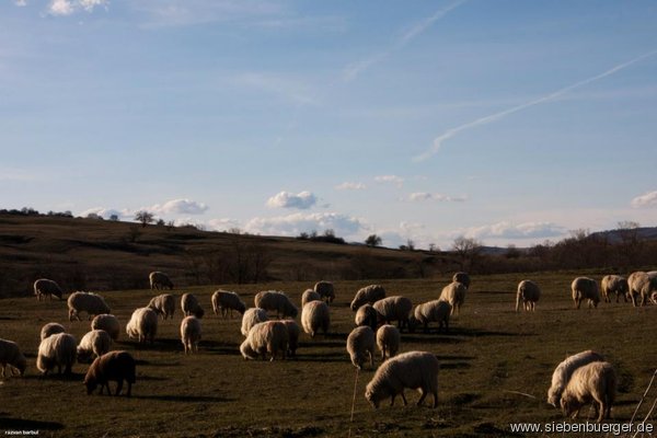 Schafsherde im Haferland des Repser Gebietes
